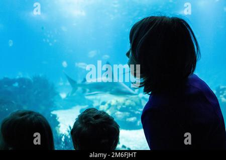 Lissabon, Portugal. 04. Januar 2023. Annalena Baerbock (Bündnis 90/die Grünen), Außenministerin, besucht das Ozeanarium. Kredit: Christophe Gateau/dpa/Alamy Live News Stockfoto