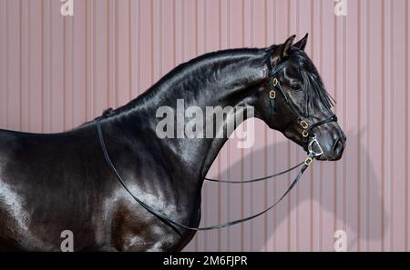 Porträt eines schwarzen andalusischen Pferdes auf dunkelrosa gestreiftem Hintergrund. Stockfoto