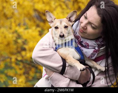 Eine Erwachsene, nette Frau geht mit dem kleinen Hund im Frühling spazieren Stockfoto