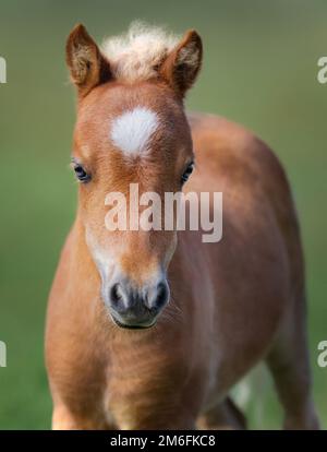 Amerikanisches Miniaturpferd. Porträt mit Kastanienfohlen und weißem Stern. Stockfoto
