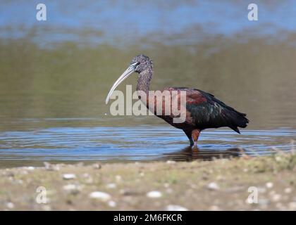 Großes Glossy Ibis waten im seichten Wasser Floridas mit bunten Gefiederfedern und einem einzigen Wassertropfen, der vom langen, gebogenen Schnabelschirm fällt Stockfoto