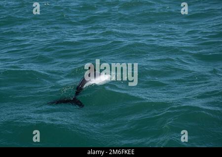 Commerson-Delfin (Cephalorhynchus commersonii). UNESCO-Weltkulturerbe. Patagonien Argentinien Stockfoto
