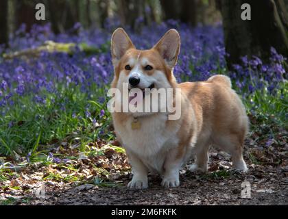 Pembroke Welsh Corgi Pedigree Dog steht auf dem Feld der Blauen Glocke in Frühjahrsalarm mit ausgeprägter Zunge und charakteristischem braunem und weißem Mantel Stockfoto