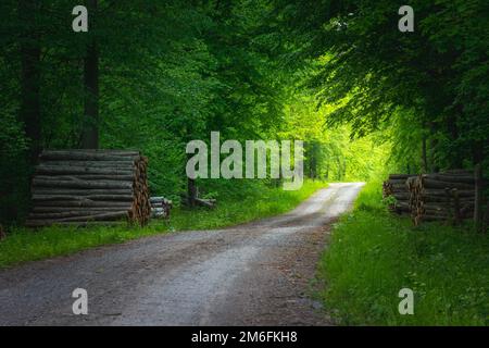 Schotterstraße durch grünen Wald und Sonnenlicht Stockfoto
