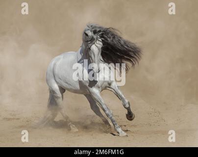 Weißes, reinrassiges andalusisches Pferd, das in Staub auf Sand spielt. Stockfoto