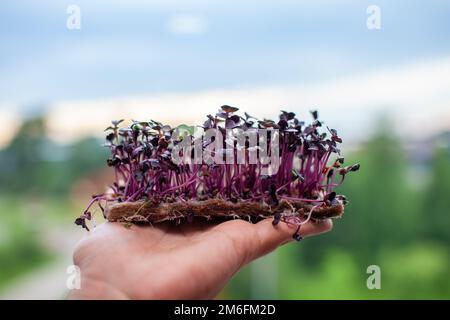 Lila mikrogrüne Rettich sprießt in der Hand. Stockfoto