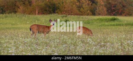 Weißschwanzbock beim Stöbern in einem nördlichen Wisconsin-Feld. Stockfoto