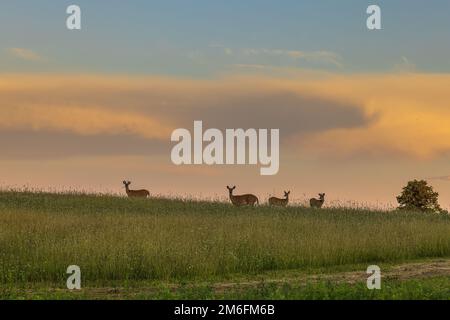 Weißwedelhirsche auf einem Hügel im Norden von Wisconsin. Stockfoto