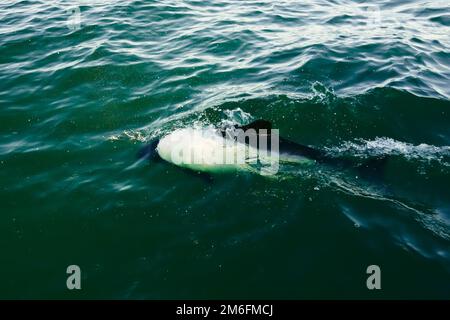 Commerson-Delfin (Cephalorhynchus commersonii). UNESCO-Weltkulturerbe. Patagonien Argentinien Stockfoto