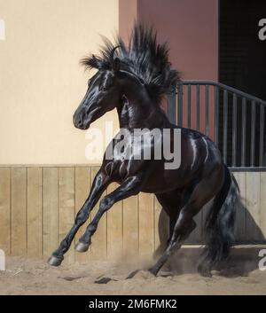 Verspieltes schwarzes andalusisches Pferd im Paddock bei Sonnenuntergang. Stockfoto