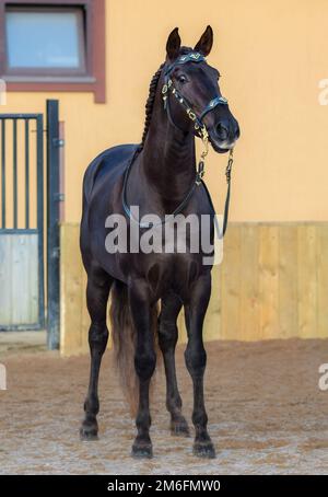 Portugiesisches Pferd in portugiesischem Barockzauber in der Koppel. Stockfoto