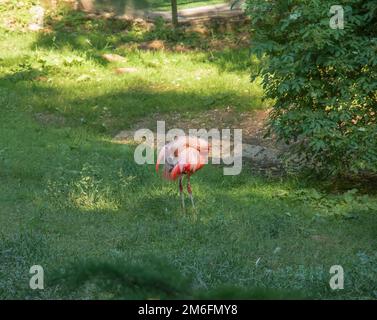 Schöner rosafarbener Flamingo. Eine Herde rosa Flamingos in einem Teich. Flamingos sind eine Art Watvögel der Gattung Phoenicopterus. Zoo in der Stadt Stockfoto