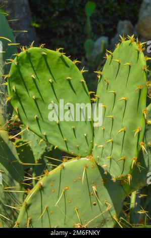 Stachelbirnen-Kaktus mit Ohren, wächst im Park, draußen, vertikaler Rahmen Stockfoto