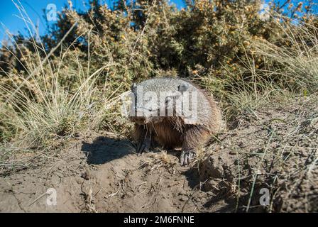 Armadillo in Wüstenumgebung, Halbinsel Valdes, UNESCO-Weltkulturerbe, Patagonien, Argentinien. Stockfoto