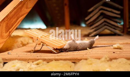 Eine tote Ratte, gefangen in der Schnappmaus-Falle des Kammerjägers. Schädlings- und Nagetierentfernungsdienst. Stockfoto