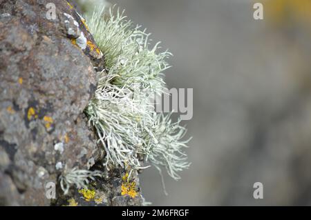 Hellgrüne Flechten auf einem Felsen Stockfoto