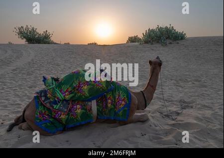 Sonnenaufgang am Horizont der Thar Wüste, Rajasthan, Indien. Dromedar, Dromedar-Kamel, arabisches Kamel oder einbuckeliges Kamel mit farbenfrohem Rajasthani dr Stockfoto