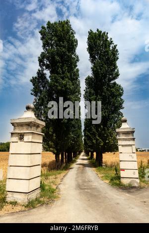 Landstraße mit Bäumen umgeben von Gerstenanbau, Parma, Italien Stockfoto