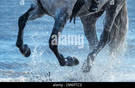 Grauer Pferderennen galoppiert auf dem Wasser. Pferdebeine mit Spritzern nah am Meer. Stockfoto