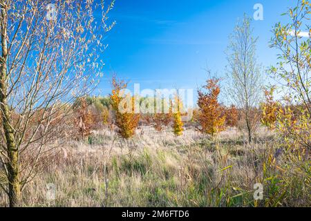 Wunderschöne Aussicht auf einzelne Eichen in Herbstfarben im Erholungsgebiet Bentwoud, Niederlande Stockfoto