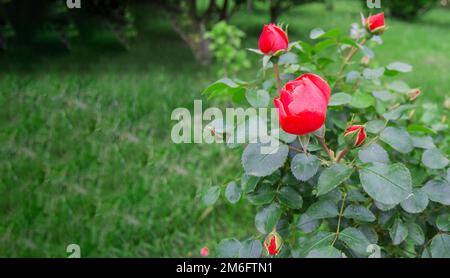 Ein Busch mit zarten rosa Rosen im offenen, selektiven Fokus, Banner, Kopie des Raumes Stockfoto