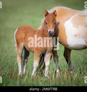 Amerikanisches Miniaturpferd. Fohlen mit Stute auf grünem Feld. Stockfoto