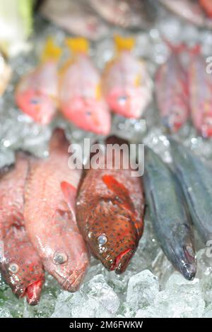 Stellen Sie frischen, rohen, sauberen tropischen Fisch auf Eiswürfel im Restaurant oder auf dem Markt bereit zum Verkauf oder zum Grillen, Zackenbarsch und Rotschnapper Stockfoto