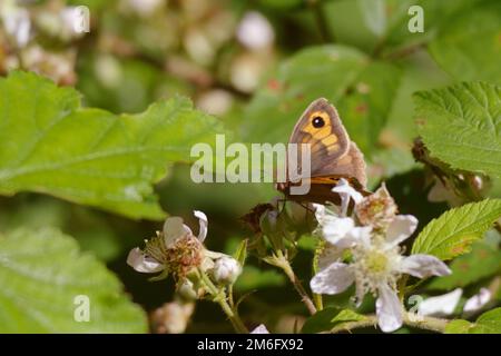 Pyronia tithonus, Gatekeeper oder Hedge Brown Butterfly beim Füttern von Bramble Flowers, Wales, Großbritannien Stockfoto