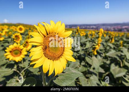 Eine Sonnenblume, die auf einem landwirtschaftlichen Feld blüht Stockfoto