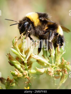 Hummel auf einer Blume Stockfoto