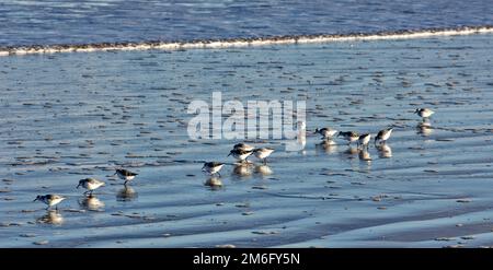 Lossiemouth East Beach Moray Coast Schottland Herde von Sanderlings Calidris Alba am Strand Fütterung vor dem Meeresschaum Stockfoto