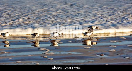 Lossiemouth East Beach Moray Coast Schottland Schar von Sanderlings Calidris Alba am Strand, der vor dem eintretenden Meeresschaum läuft Stockfoto