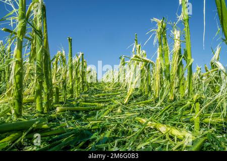 Hagelschäden und Starkregen zerstören die Landwirtschaft Stockfoto