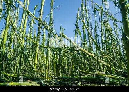 Hagelschäden und Starkregen zerstören die Landwirtschaft Stockfoto