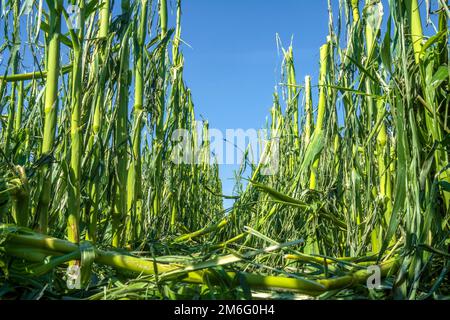 Hagelschäden und Starkregen zerstören die Landwirtschaft Stockfoto