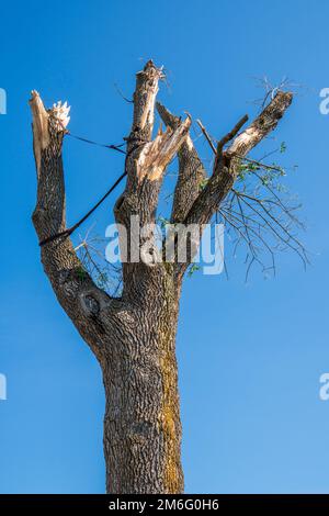 Hagelschäden und Starkregen zerstören die Landwirtschaft Stockfoto