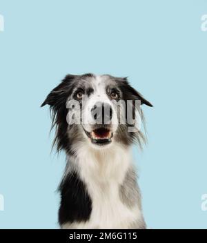 Portrait merle Border Collie Dog schaut in die Kamera mit fröhlichem Gesichtsausdruck. Isoliert auf blauem Pastellhintergrund Stockfoto