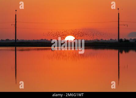 Ein Vogelschwarm, der vor dem Sonnenuntergang über dem Teich steht. Krim, das Dorf Molochnoye. Stockfoto