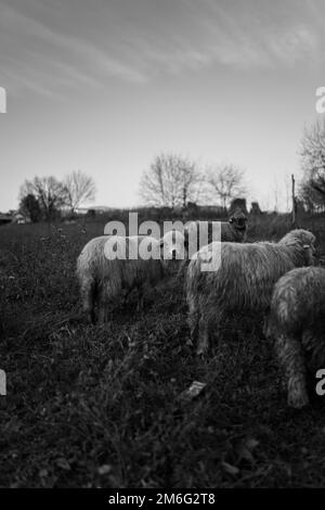 Ein vertikales monochromes Bild von Schafen auf einer Weide Stockfoto