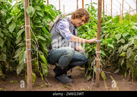 Konzentrierter junger Agronomist, der in einem Treibhaus arbeitet Stockfoto