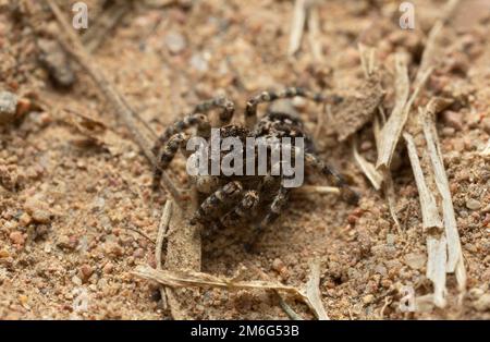 Springspinne, Aelurillus V-Insignitus auf Sand Stockfoto