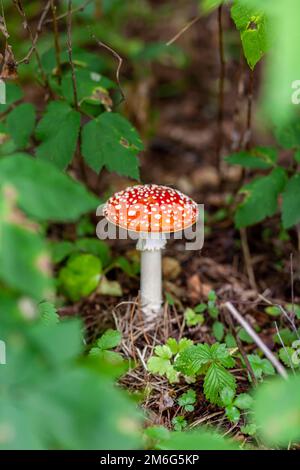 Ein ungenießbarer Pilz ist eine rote Fliege-Agarie in der Nähe eines Baumes aus der Nähe. Stockfoto