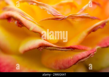 Nahaufnahme der gelben orangefarbenen Blütenblätter Stockfoto