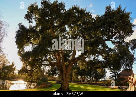 Englischer Korkeienbaum, Quercus Suber Stockfoto