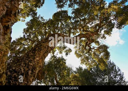 Englische Korkeneiche, Blick auf Quercus Suber und seine Zweige Stockfoto
