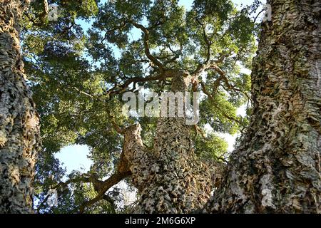 Englische Korkeneiche, Blick auf Quercus Suber und seine Zweige Stockfoto