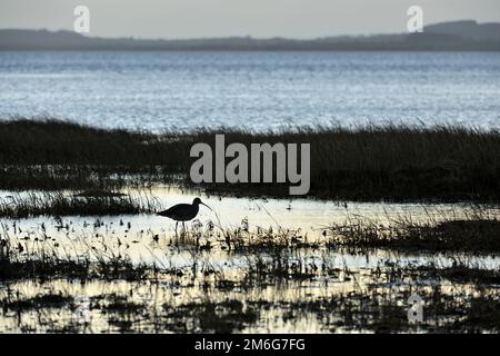 Curlew (Numenius arquata): Silhouette eines einsamen Vogels, der in Salzwasserbecken bei herabfallender Flut im Morgengrauen im Lindisfarne National Nature Reserve forscht Stockfoto