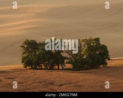 Rollende Felder nach der Ernte mit Baumschubladen in Südmähren Stockfoto