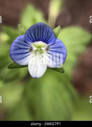 Makroaufnahme mit einer Nahaufnahme einer Blume Stockfoto