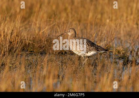 Curlew (Numenius arquata) Lone Bird Futtering in Salzwasser bei Ebbe, Lindisfarne National Nature Reserve, Northumberland, England, Dezember 2005 Stockfoto